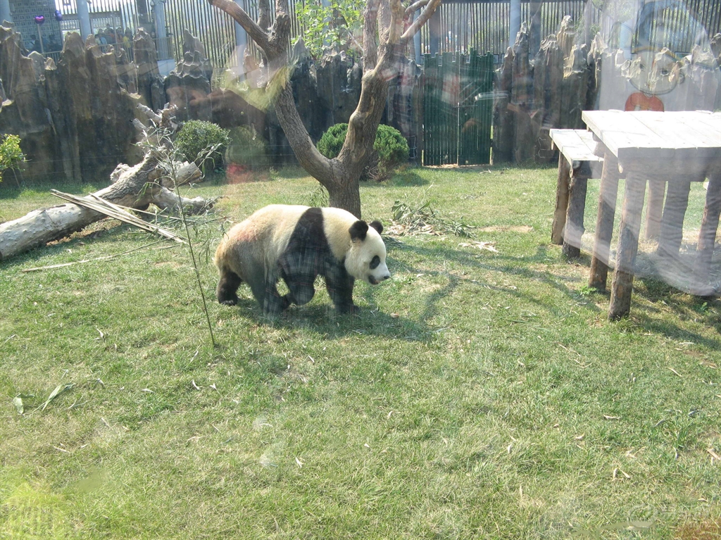 【原创】去大连森林动物园大,小熊猫馆