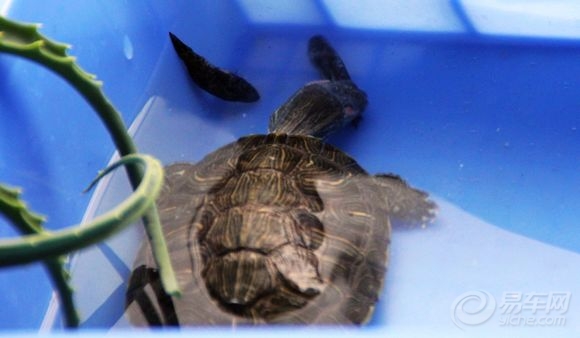 乌龟怎么喂才能长得很大 b9027c604a8a4dddbe3f2b788cdfb803.jpg
