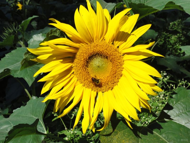 e7e4fc59408e49e8b5b9d6439747b598.JPG