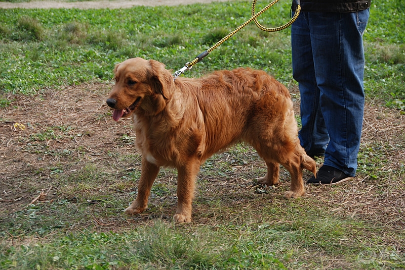 什么叫做水猎犬 7934d0ba1ad74ac9b10d1d088ef2e2c3.jpg