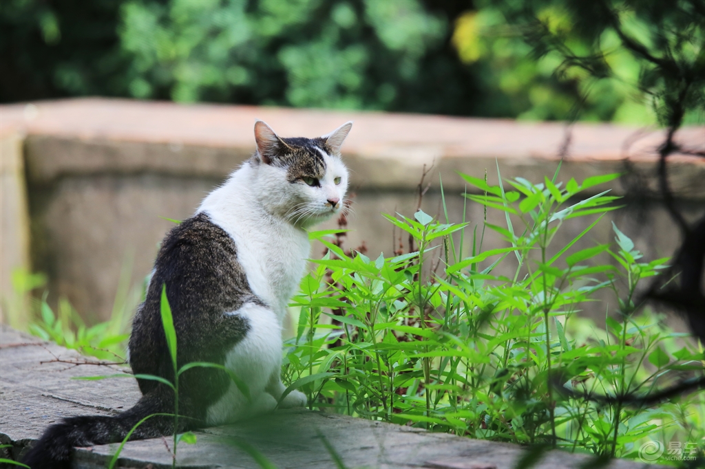 月牙猫高清