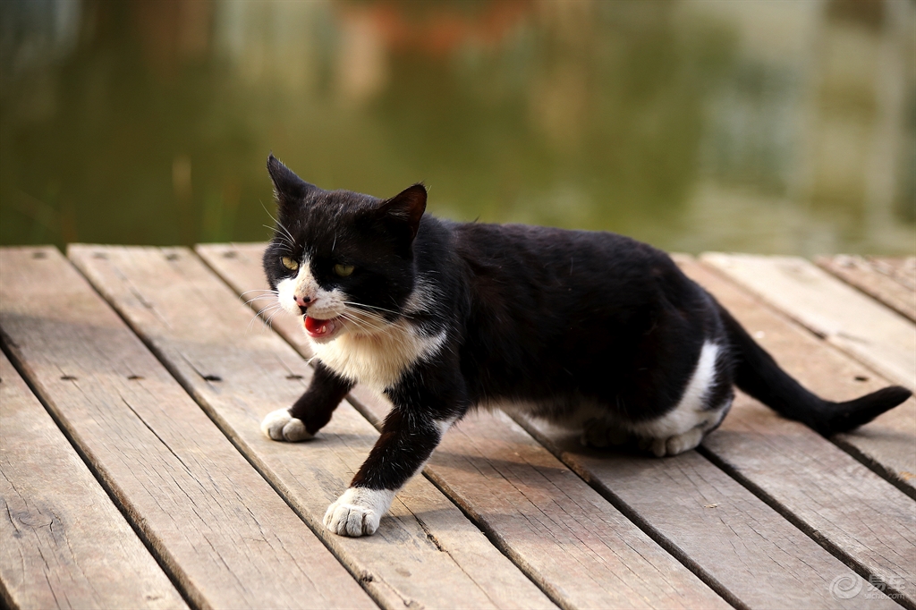 黑白花猫