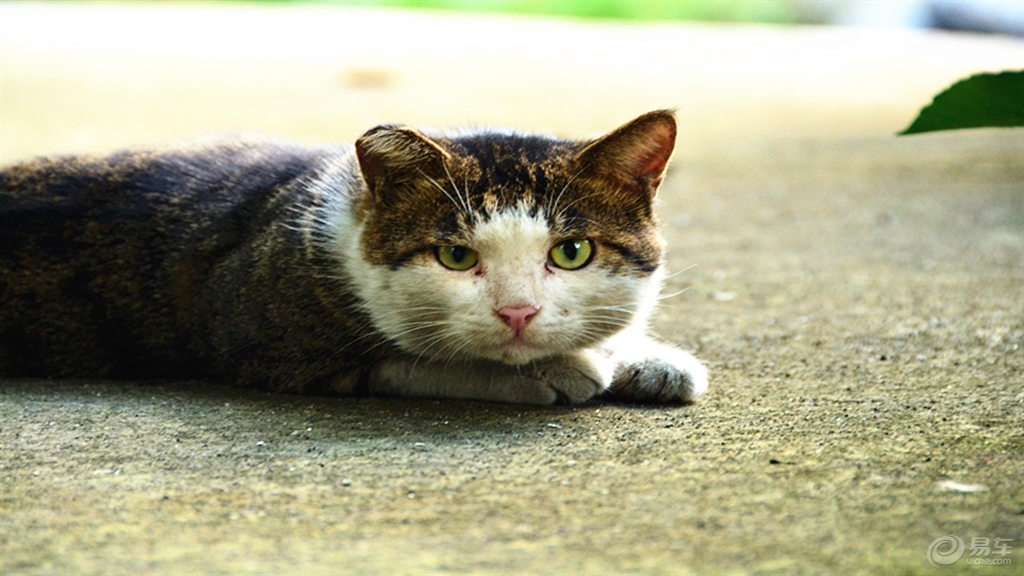 什么方法可以不让猫上茶几 8117391fec2d42db9b34bf524b6f618d.jpg