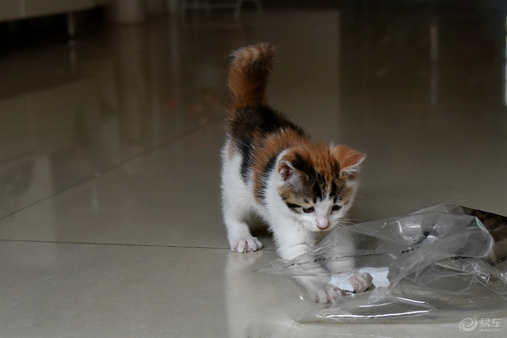 怎么防止猫咪钻进车里 7dc24fed17994bd09b1891d8ec6b58be.jpg