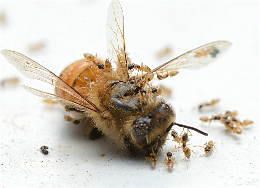蚂蚁吃蜜蜂会被毒死吗 d8d42734f5ee4fb3b447ad4e5c2ae08d.png