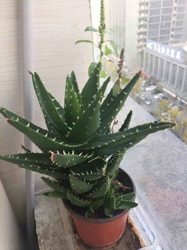 #抢票#该共和国总统电饭锅?药械融在大海褥古