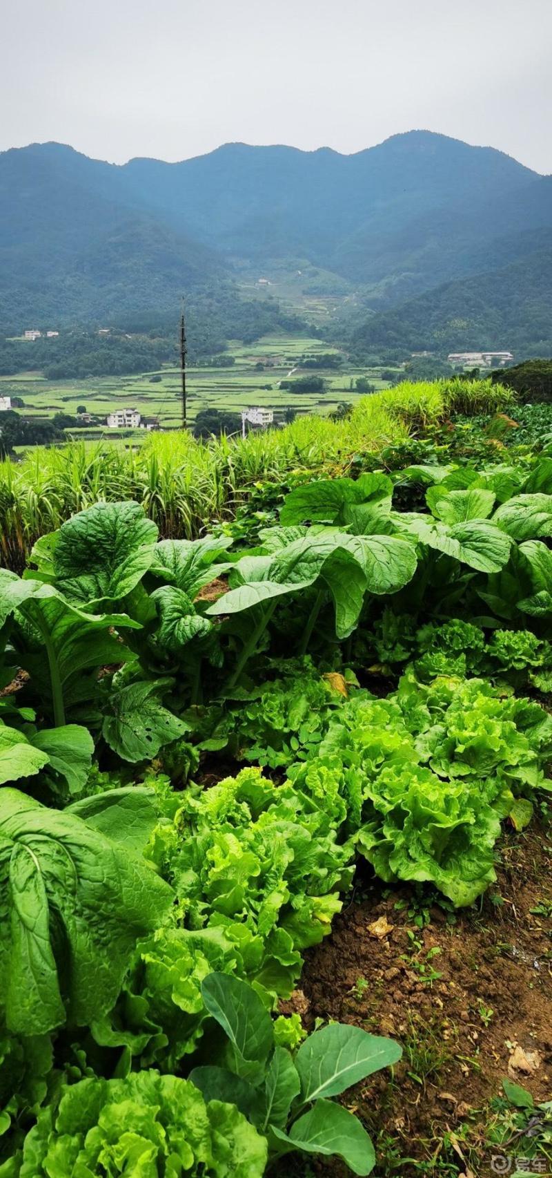 空气清新田园风光