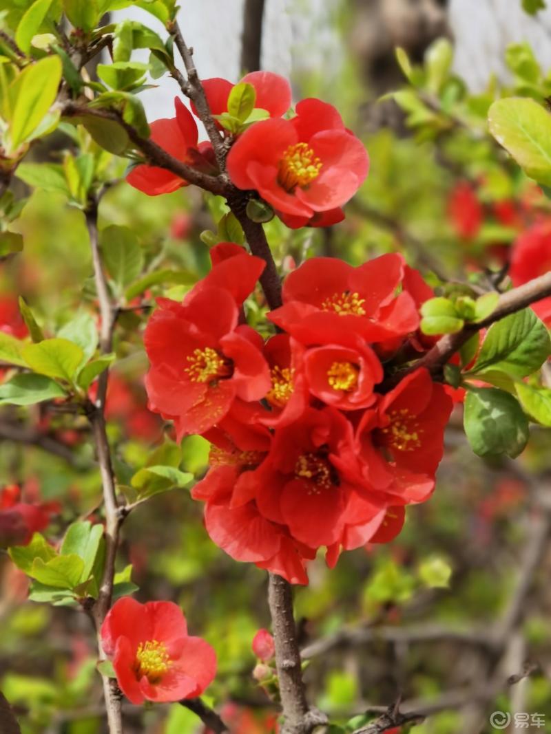 春天来了百花盛开