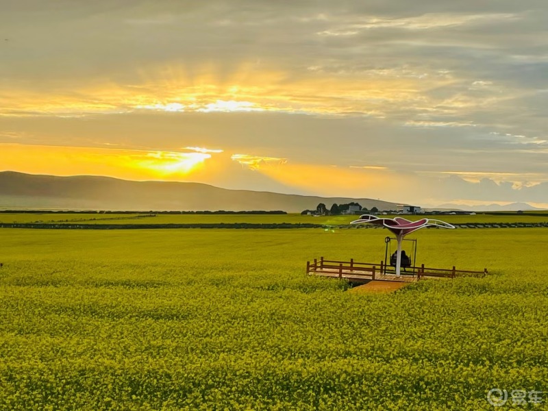 夏日打卡#青海门源油菜花