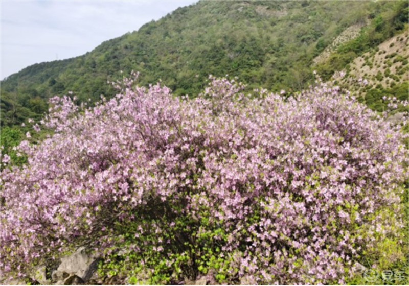 4月春末两家庭转山赏浙东杜鹃王不亦乐乎