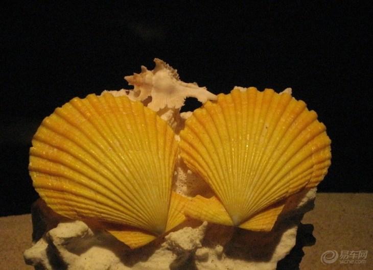 鬼见怕贝壳图片