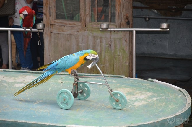 【浙江长安车友会】杭州野生动物园之鸟类表演