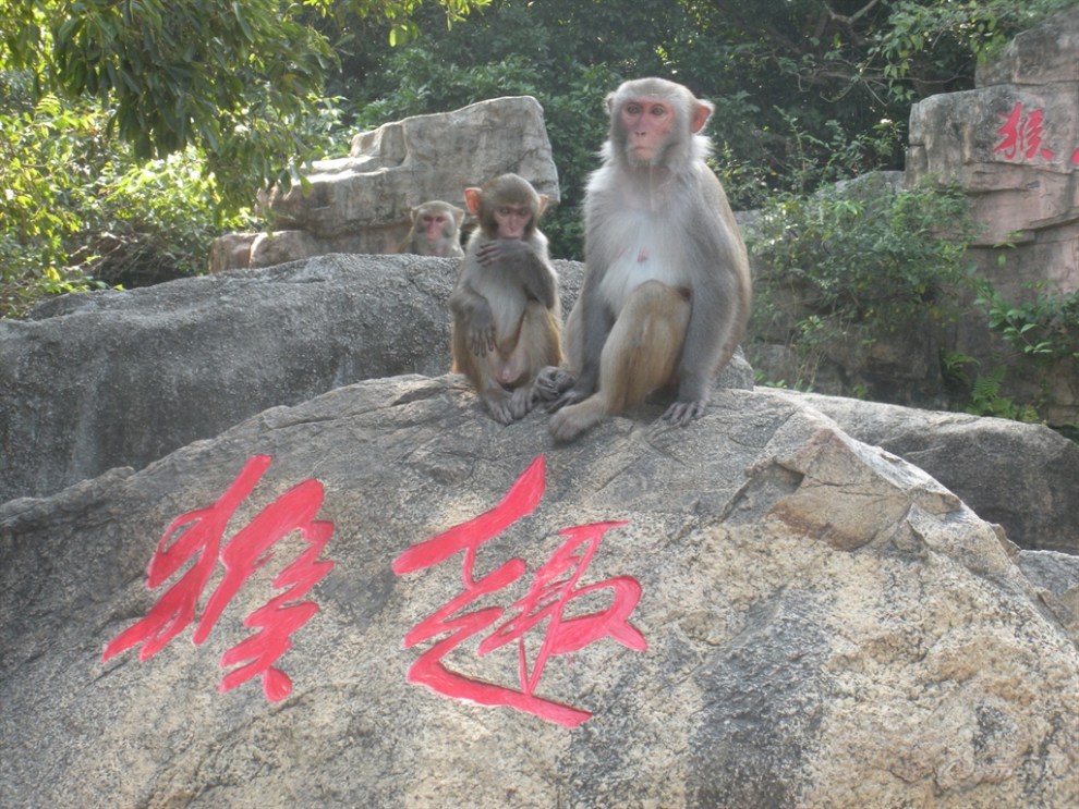 【【莱西新赛欧车友会】南湾猴岛赏猴趣~】_