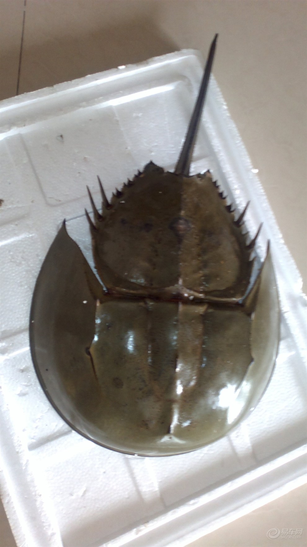 【美食大杂烩】_广东论坛图片集锦