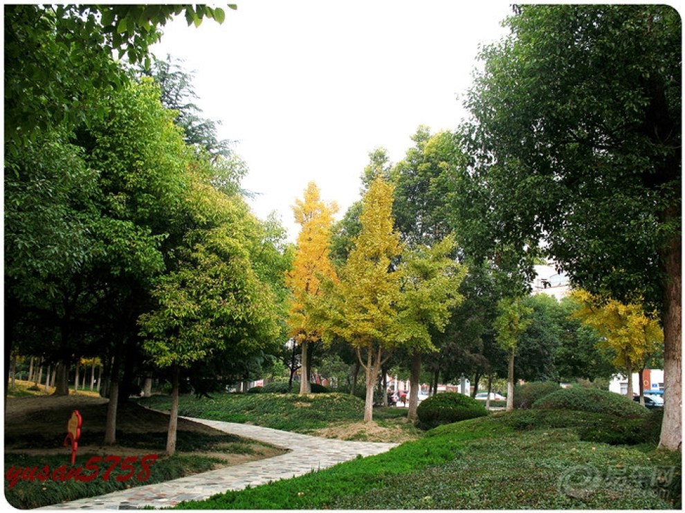 【再拍银杏,敬请<em>兄弟姐妹</em>们<em>多</em>提宝贵意见!】_