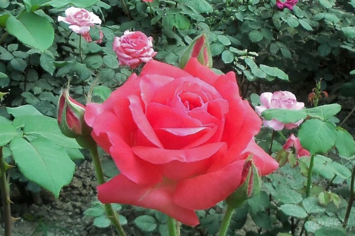 月季园里雀声声、洁白牡丹引黑蜂