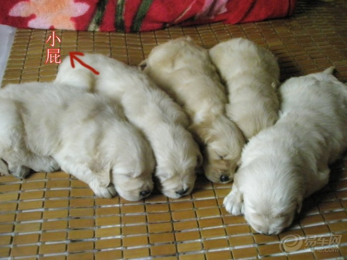 熊猫宠物日记★怀念我家の金毛犬-小P(小屁)★