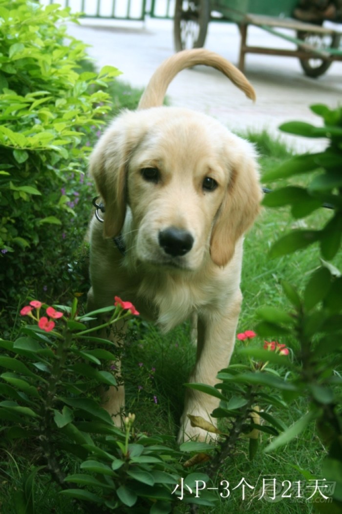 【熊猫宠物日记★怀念我家の金毛犬-小P(小屁