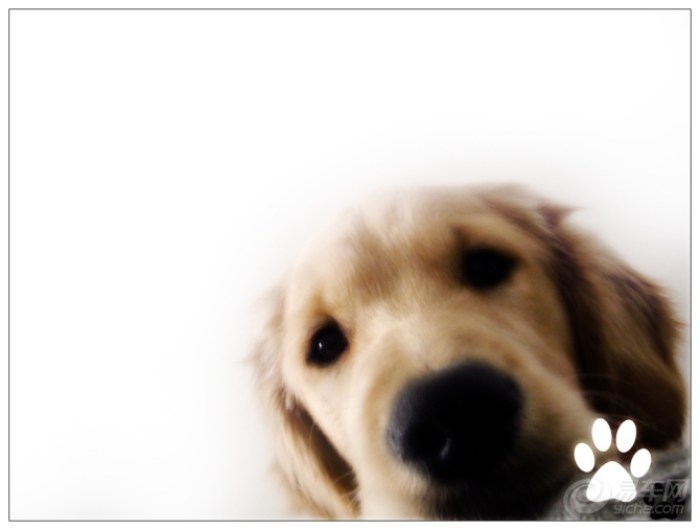 【熊猫宠物日记★怀念我家の金毛犬-小P(小屁