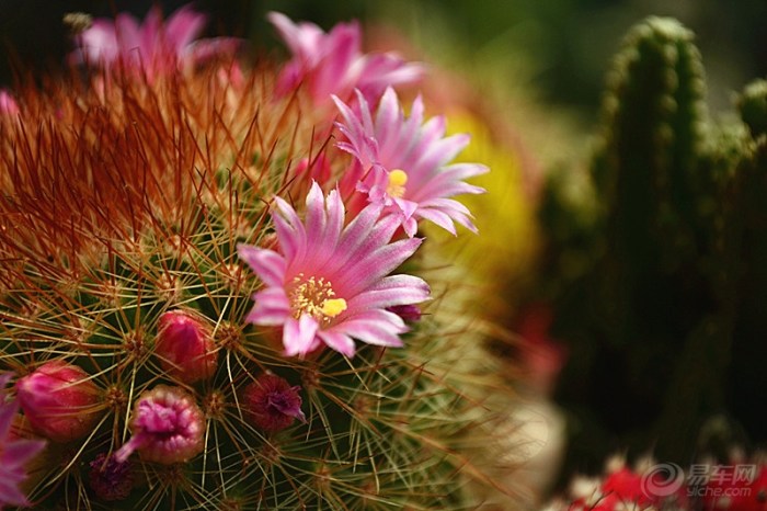 【【首发】【CD】肉质花卉!】_陕西车友会