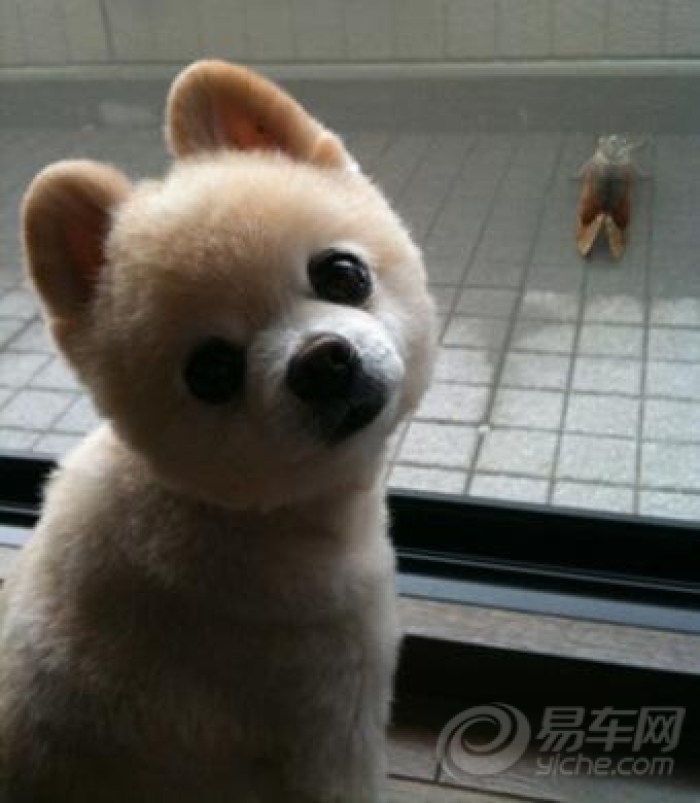 【给大家介绍个史上最萌犬-俊介】_宠物当家论