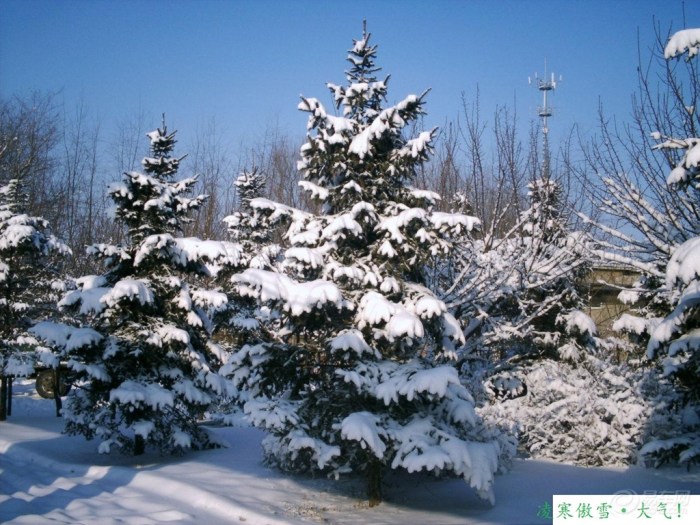 【节能功效·感受雪域青松受冻情形】_广东车