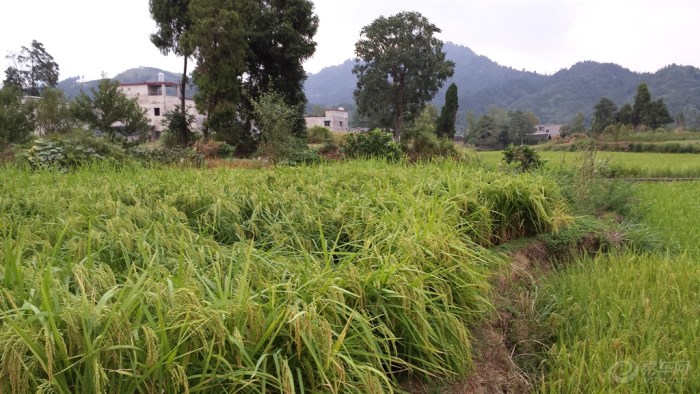 【【活跃陕西论坛】雨后田园风光之二】_陕西