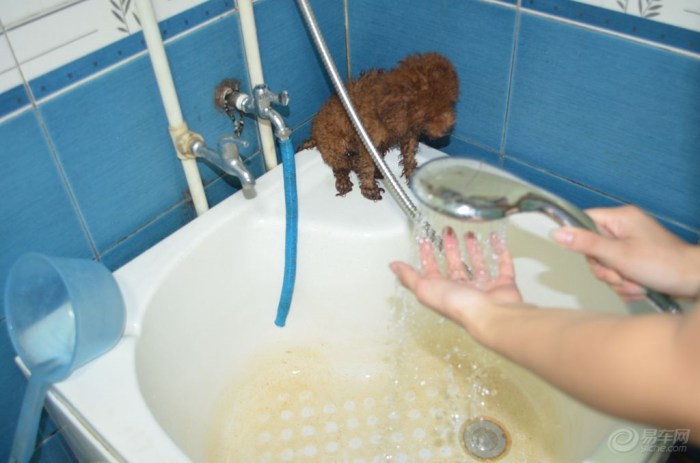 【【宠物友爱亲情秀】给我家小米修洗澡澡清凉