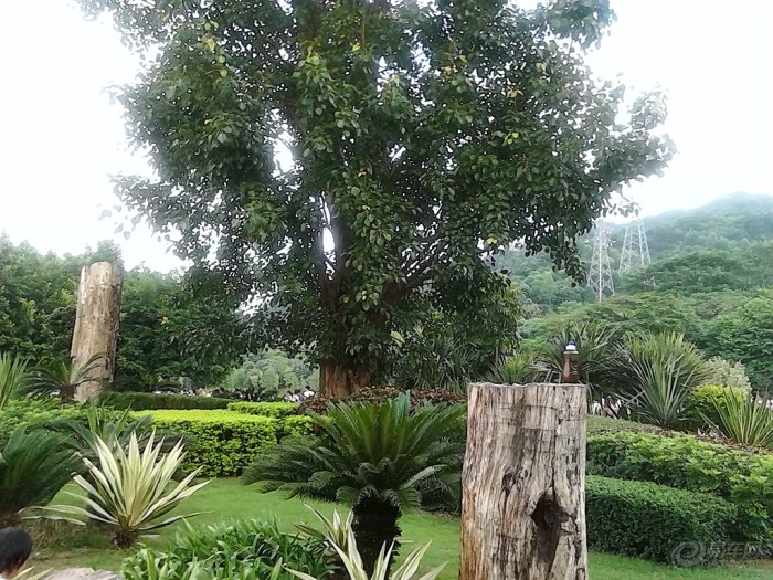 【迎风沐浴阳光---福永凤凰山森林公园一游】_