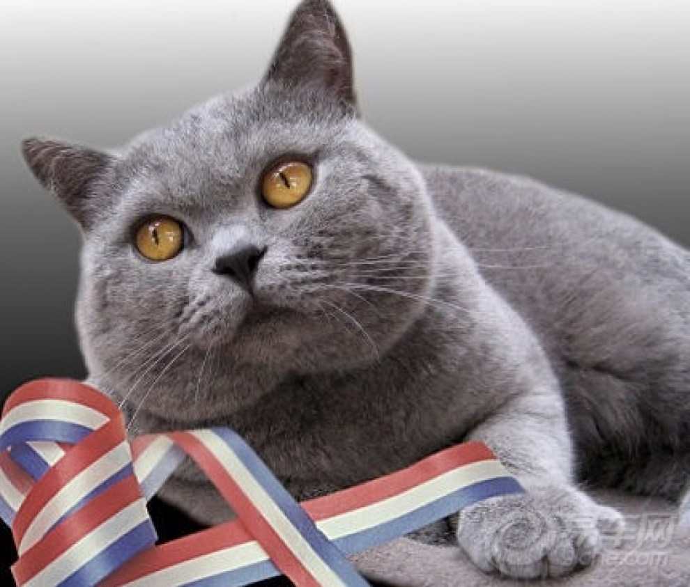 221b93d129af42f1bfd280ea43ddb468_990_0_max_jpg.jpg