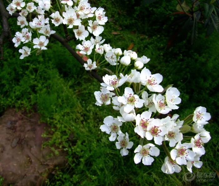 【人面桃花别样红啊之桃花赏析(二)】_辽宁车