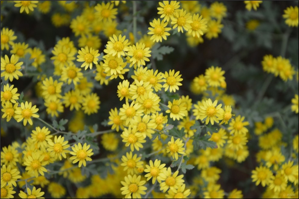 【采菊东篱下,悠然见南山】_河南论坛图片集锦_汽车论坛-易车网