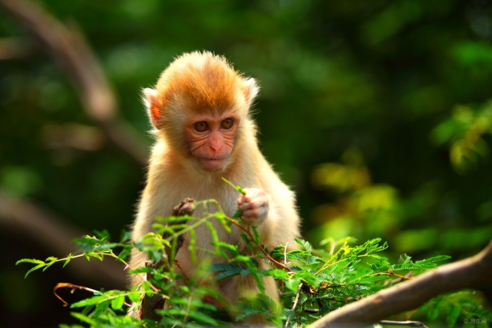 【一只猴子】_摄影论坛图片集锦_汽车论坛-易车网