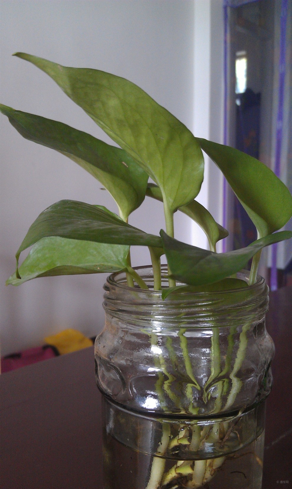 【【申精】家中绿罗】_江苏论坛图片集锦