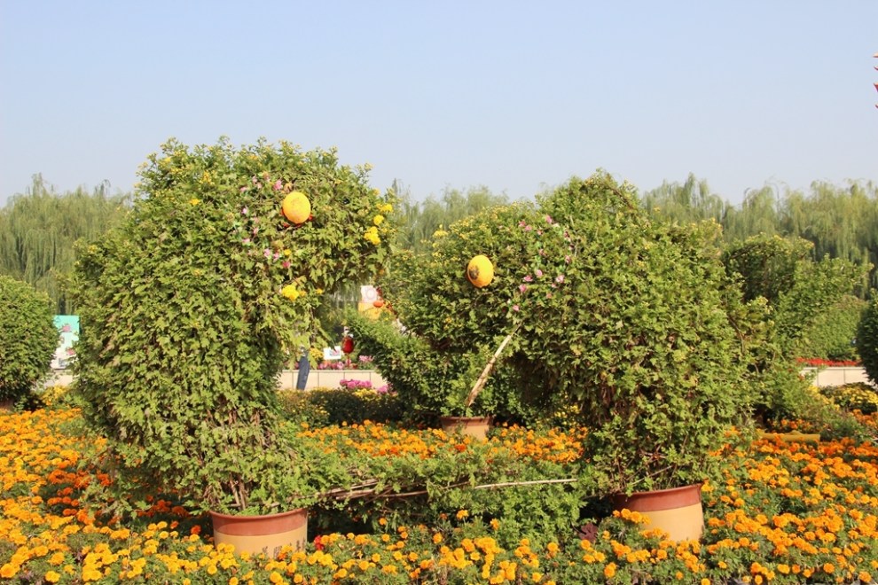 【【主题活动 我的家乡】逛龙园古镇 品菊花之