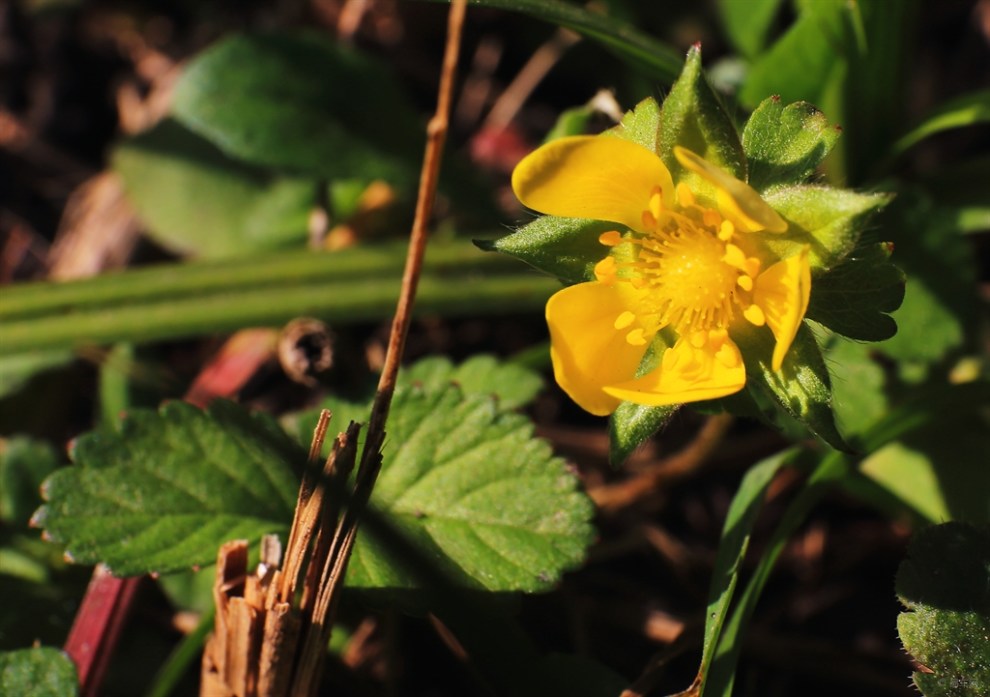 【小小蛇莓花】_安徽论坛图片集锦
