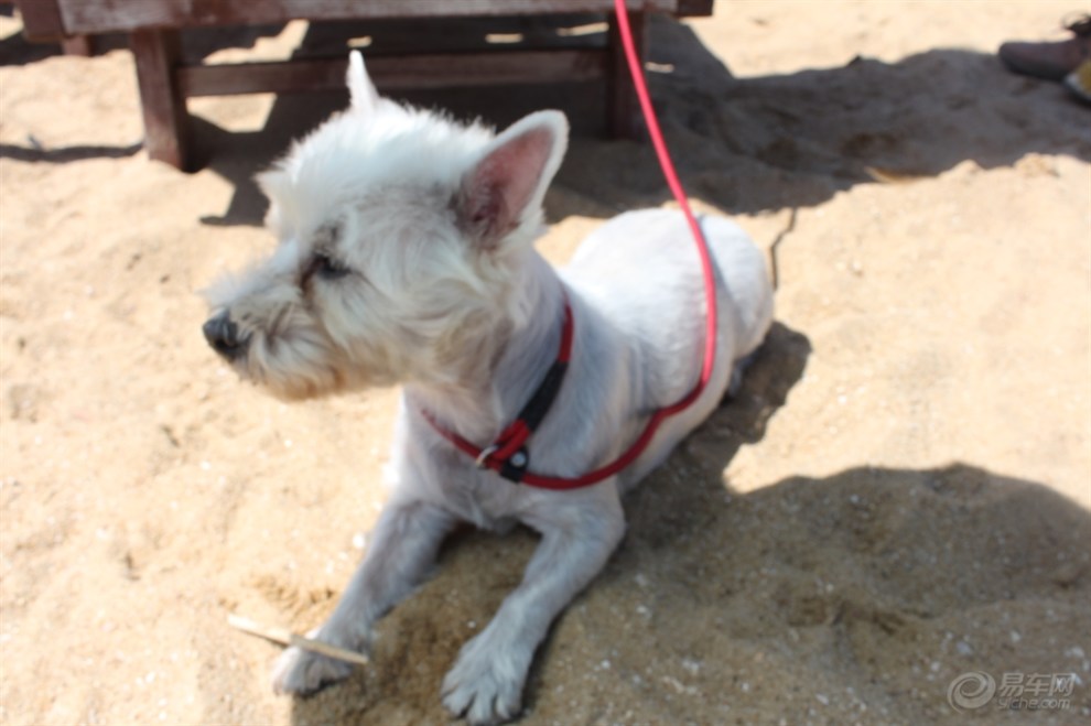 【夏天带傻帽去天津玩时拍的】_宠物当家论坛