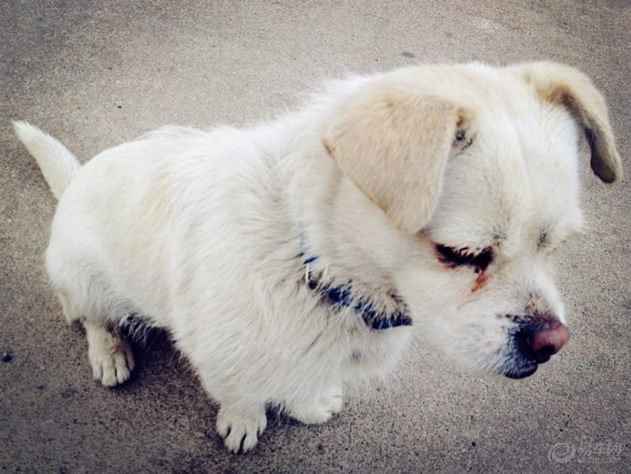 【【新年上新货】小<em>萌妹</em>与小萌狗】宠物<em>当家</em>论