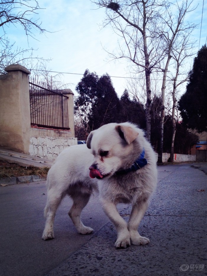 【【新年上新货】小<em>萌妹</em>与小萌狗】宠物<em>当家</em>论