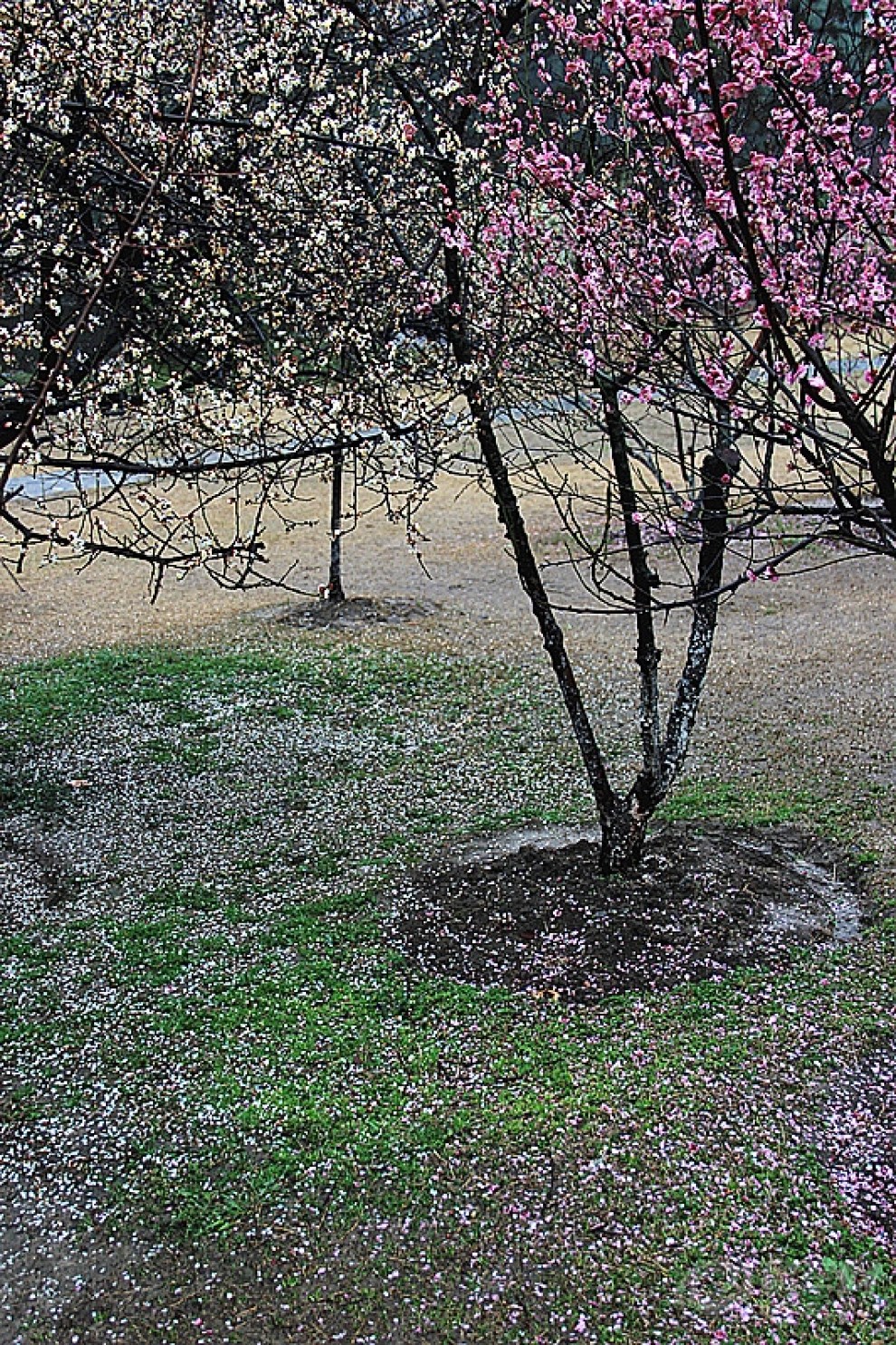 梅花落