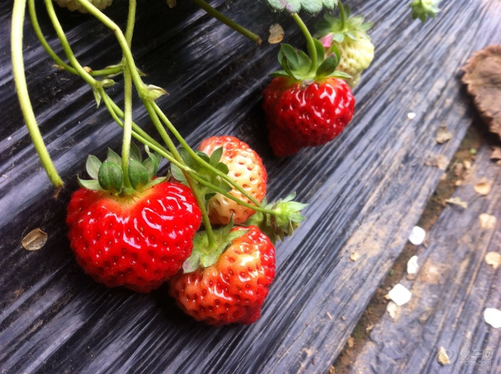 奇NO.12】摘着草莓唱着歌,这个春天真快乐!】