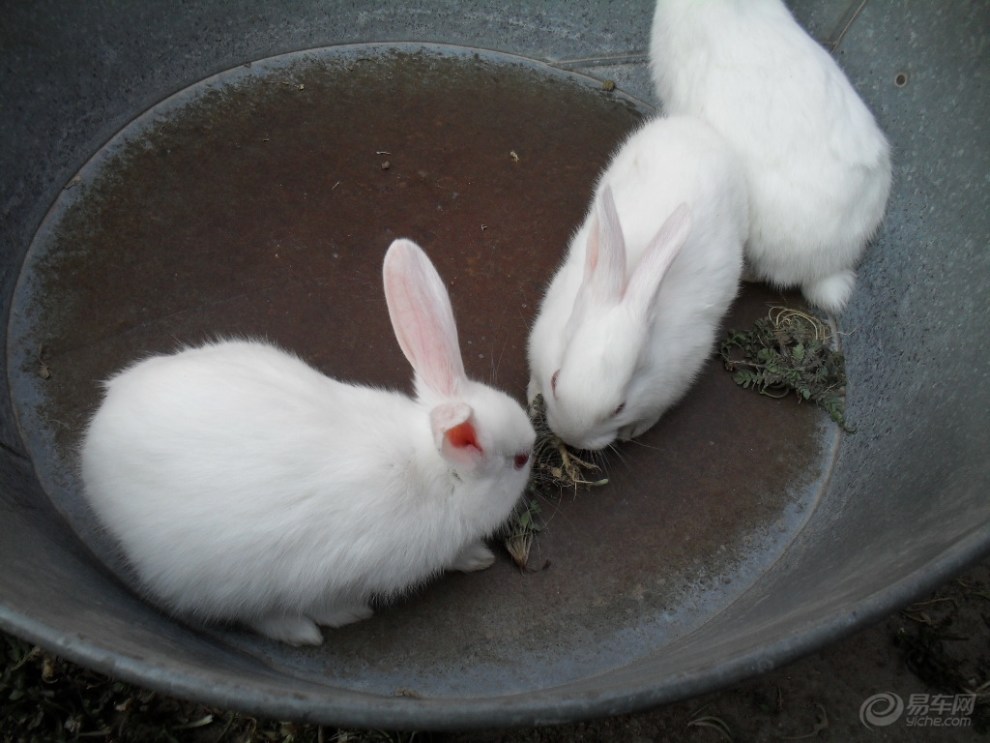 【【阳光萌宠】三只可爱的小白兔】_宠物当家
