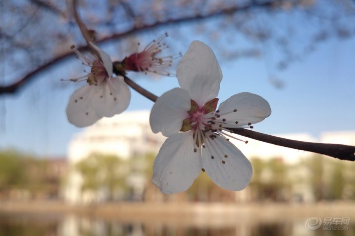 【小骚尼贼一,成像真不赖】_宝来论坛
