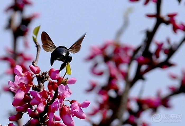 【小蜜蜂采蜜忙二】_安徽车友会