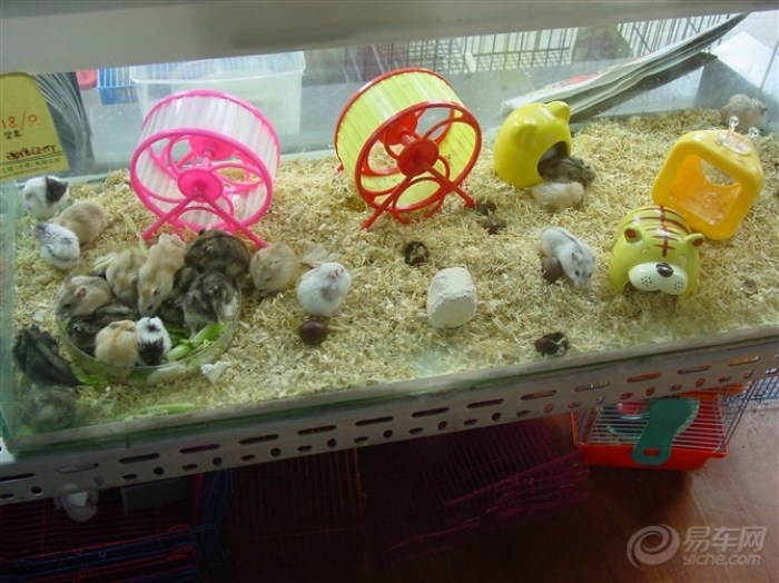 【【古都城堡原创】这里有一个仓鼠的乐园】_