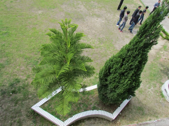 松柏/松柏树指松树和柏树两种常绿树种。