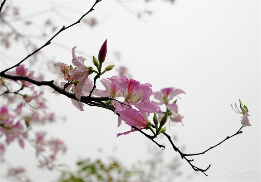 【雨中的紫荆花---华农雨中慢步赏美景!】_广东