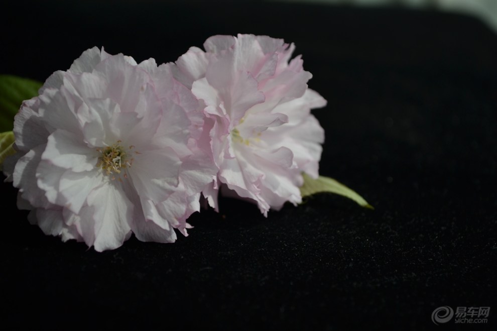 【【夜间辅助光拍摄海棠花】】_安徽论坛图片集锦_汽车论坛-易车网