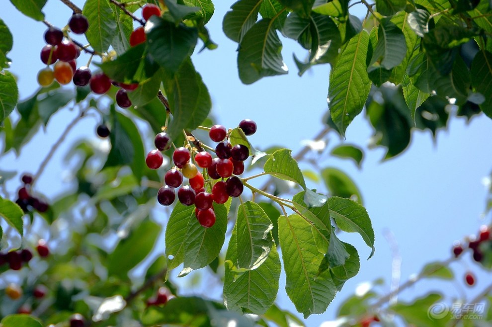 【杂片一组~~随拍野樱桃与家樱桃】_云南论坛