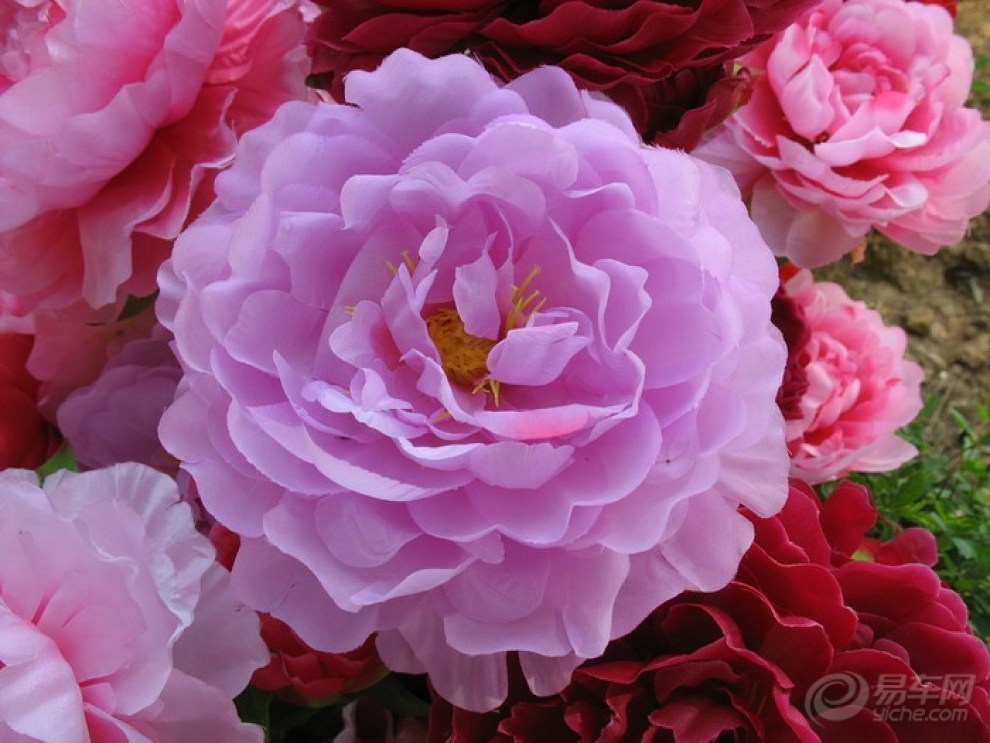 【洛阳国家牡丹园赏牡丹】_云南论坛图片集锦